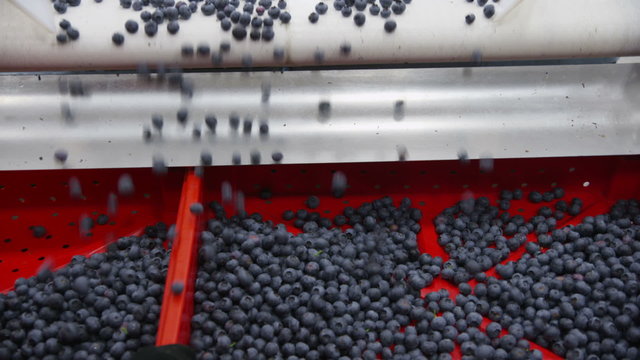 Blueberry prosessing plant