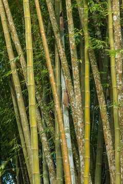 big fresh bamboo grove in forest
