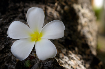 Plumeria