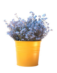 Bouquet of forget-me-nots in brightly yellow flowerpot isolated