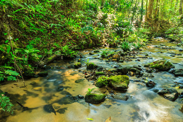 Babbling Brook in Green Forest