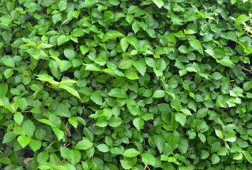 Fototapeta premium green leaf background
