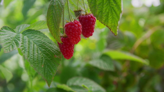 Red Raspberries on vine