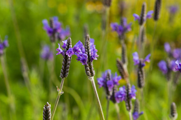 Lavender Flowers