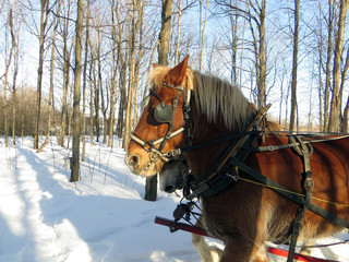 Work Horse in Maple Grove in Mirabel, Quebec