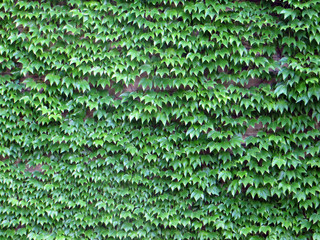 Ivy Growing on Wall