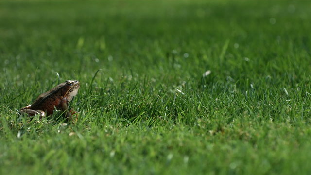 Frog jumping in grass, slow motion