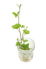 Sweet potato germination technique in a glass jar isolated on wh