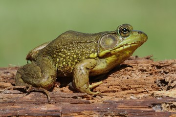 Green Frog (Rana clamitans) on a log