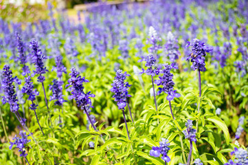 Clary Sage (Salvia sclarea) on the garden background