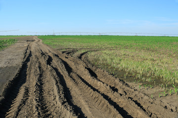 Off-road track in country farm.