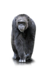 A gorilla walks on all four , isolated