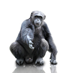 Naklejka premium A gorilla sitting on white background, isolated