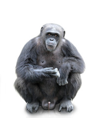 Fototapeta premium A gorilla sitting on white background, isolated