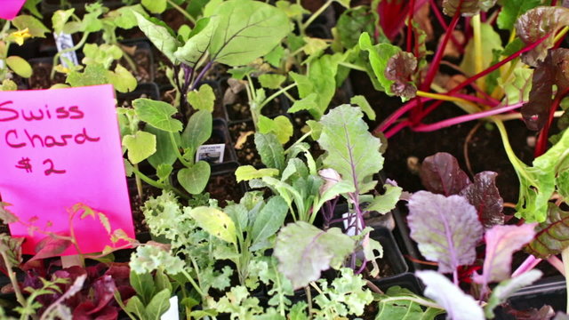 Summer farmers market on Main Street in Parker, Colorado.
