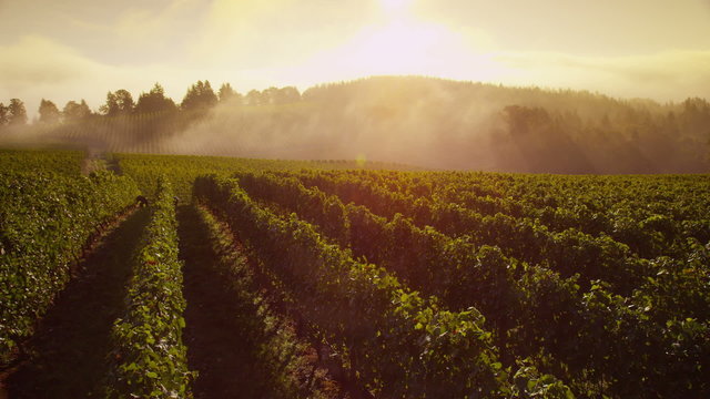 Beautiful vineyard at sunrise, time lapse. 