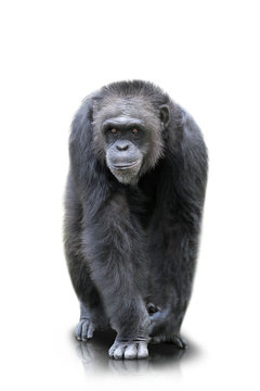 A gorilla walks on all four , isolated