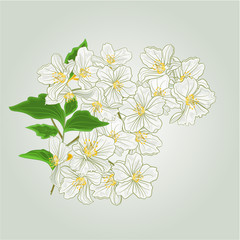 Twig of jasmine blossoms of spring vector 