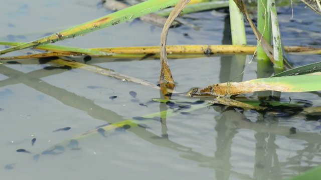 Kaulquappen im Teich