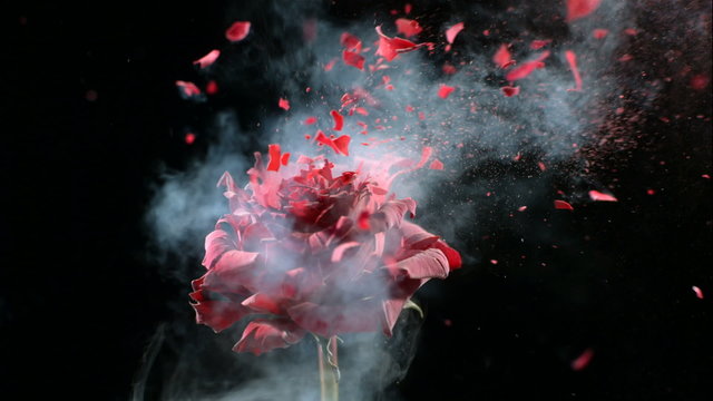 Red rose frozen in liquid nitrogen explodes in slow motion