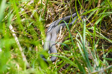 Grass-snake crawling in the grass