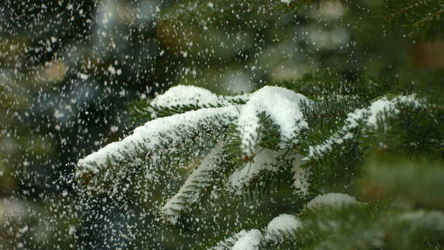 Snow falling on Christmas tree