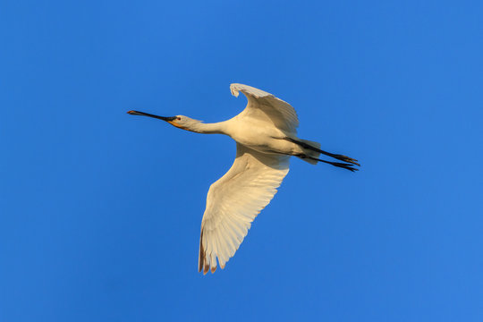 Spoonbill (Platalea Leucorodia)