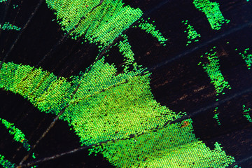Green butterfly wing, nature pattern texture background