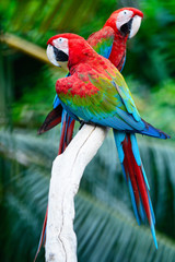 Greenwinged Macaw