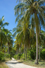 Fototapeta na wymiar Nice rural road with palm trees in Thailand