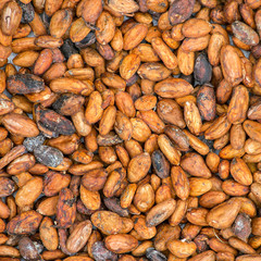 Pattern of the cocoa beans background
