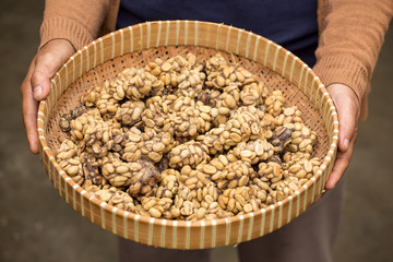 Woman holding a tray of civet cat poo containing digested coffee