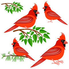 Cardinal