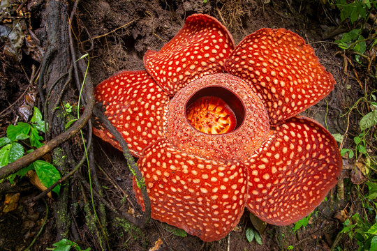 Fototapeta Rafflesia, the biggest flower in the world , Sumatra, Indonesia