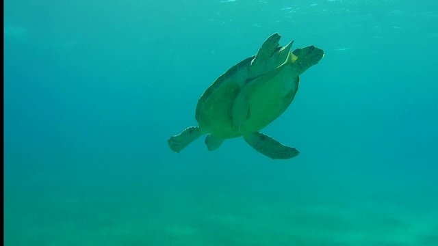 green sea turtle (Chelonia mydas) floats down, Red sea, Marsa Alam 
