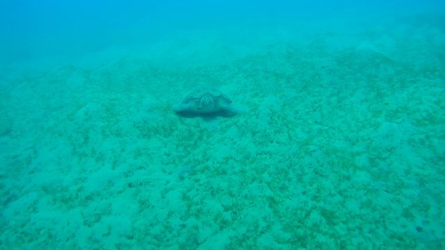 green sea turtle (Chelonia mydas) sleeping on the sandy bottom,  