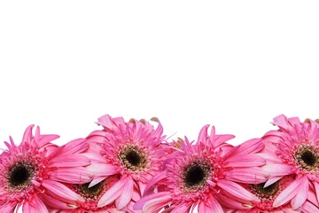Cercles muraux Gerbera frame of pink gerbera flower on isolate background