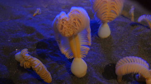 Underwater Closeup Of Sea Pen