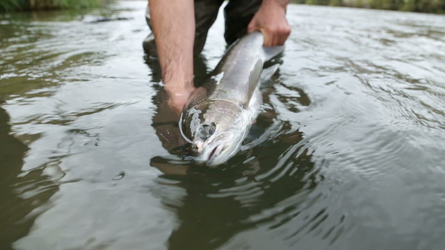 Fisherman holding large Steelhead fish