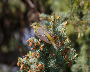Female Western Tanager at rest