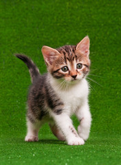 Cute kitten
