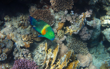 Broomtail Wrasse in the Coral Reef, Red Sea