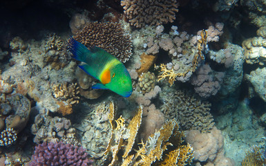 Naklejka na ściany i meble Broomtail Wrasse in the Coral Reef, Red Sea