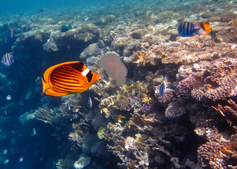 Naklejka na ściany i meble Raccoon Butterflyfish in the Coral Reef, Red Sea