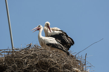 Pair of White stork, Ciconia ciccnia on the nest