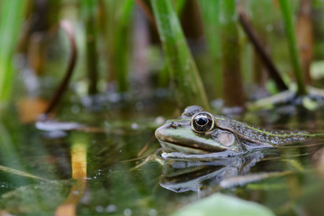 Teichfrosch