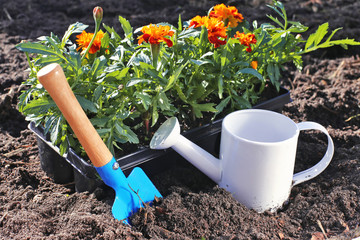 Planting marigold in garden