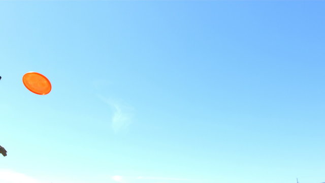 Dog jumps and catches disc