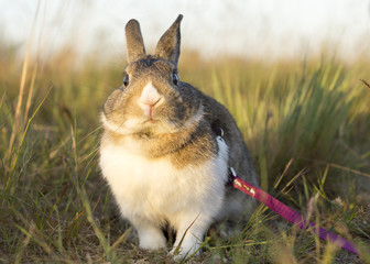 Little rabbit sitting in the grass © Mike Mareen