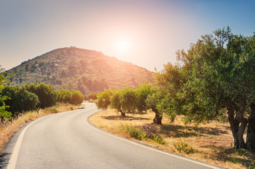 Road between the mountains and groves of olive trees